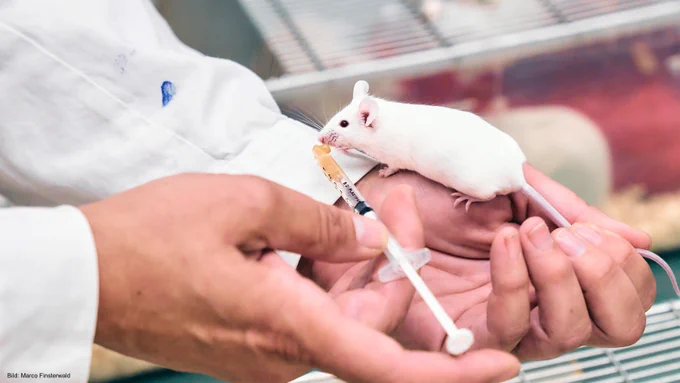 Two hands administering a substance to a mouse with a pipette.