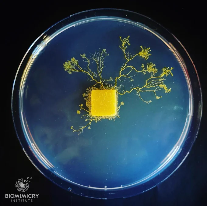 In this captivating image by Dr. Audrey Dussutour, a bright blue background sets the stage for the intricate beauty of slime mould propagation. The slime mould, vibrant in yellow hues, spreads across the Petri dish, forming an awe-inspiring pattern reminiscent of the branches of a fantastical tree. The organism's delicate tendrils extend in a network, creating a visually stunning display of natural artistry. The contrast between the vivid yellow slime mould and the vivid blue backdrop enhances the visual impact, turning the microscopic world into a macro-cosmic spectacle. Dr. Audrey Dussutour's image captures the essence of the mysterious and fascinating nature of slime mould as it flourishes in its microscopic landscape. The mesmerizing patterns of the slime mould, in their intricate detail, remind us of the inherent beauty and interconnectedness of all life forms. #SlimeMold #MicroscopicArt #SciencePhotography"