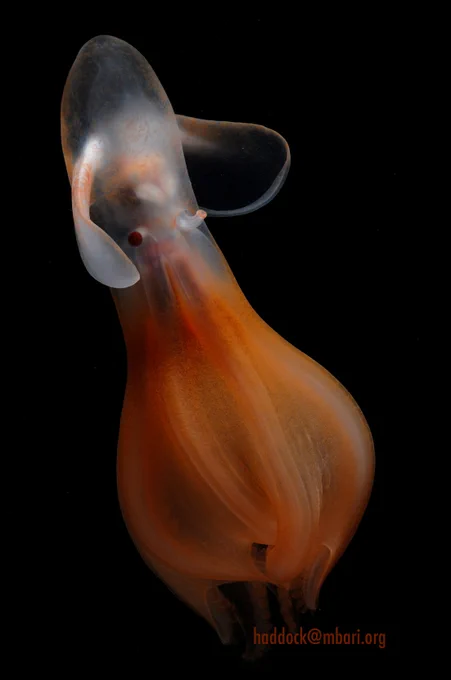 Deep-sea cirrate octopus Cirrothauma from 2700 meters depth. Photo: S. Haddock ©MBARI 2011
