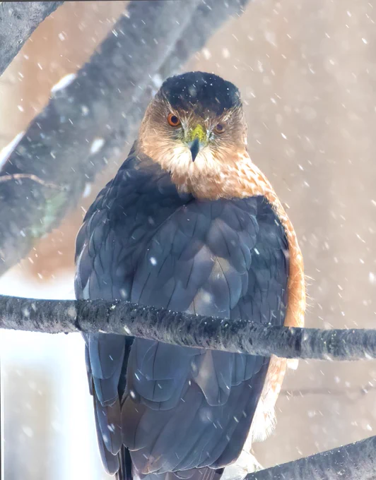In the serene stillness of a snowy forest, a young copper hawk perches gracefully on a sturdy branch, its feathers gleaming in the soft light. Delicate snowflakes gently fall from the sky, creating a mesmerizing scene as they dance around the hawk's poised form. The air is hushed, and an aura of intensity emanates from the bird's penetrating gaze, fixated on me…or the bird feeder near me. The surrounding silence hints at the hidden presence of other birds, wisely seeking refuge from the watchful eyes of this formidable hawk.
