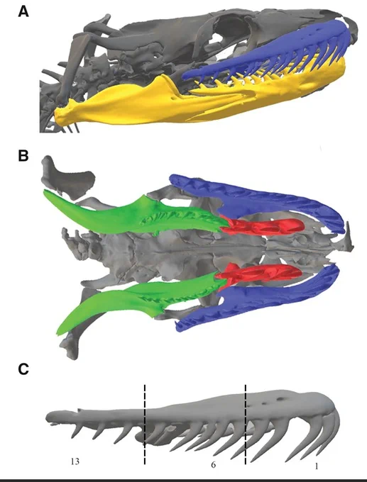 Skull of a B. constrictor in a (A) lateral and (B) ventral view. The colored bones are the tooth-bearing bones in this species: blue is the maxilla, yellow is the mandible, red is the palatine, and green is the pterygoid. CT scans are specimen UMMZ: Herps: 203842 from the Morphosource digital repository. Individual bones were divided into thirds as illustrated in (C) to assist in kinematic analyses. Teeth were numbered from anterior to posterior, as illustrated in (C).