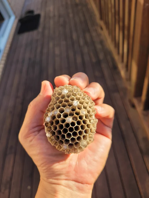 Hand holding a large wasp nest
