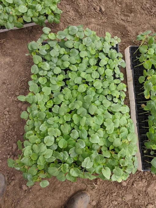 Okra seedlings