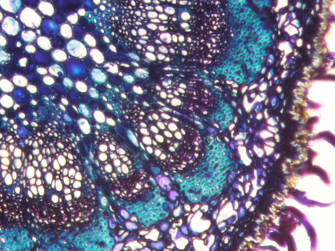 Transverse section through a plant stem, stained to show the cellular structure. Tissues are coloured violet, lavender, turquoise and royal blue 