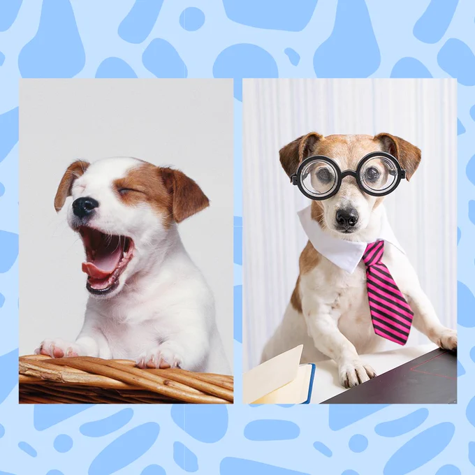 Duas imagens de um cachorro são mostradas lado a lado. O primeiro boceja e o segundo usa gravata e óculos e parece alerta.