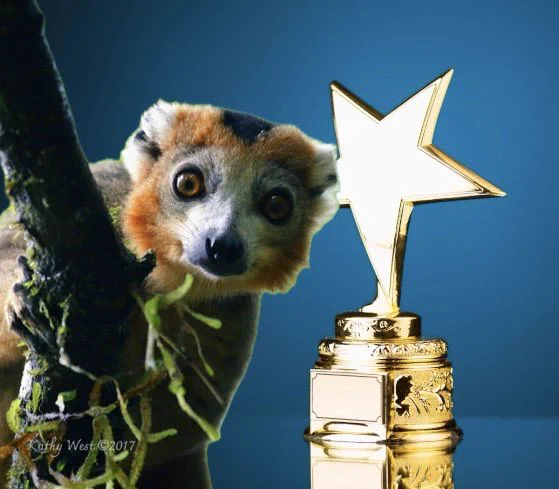 A lemur next to a gold trophy in front of a blue background