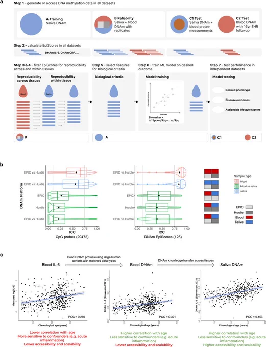 A novel framework to train biologically-interpretable and reproducible DNAm biomarkers in saliva. a Schematic showing the steps (1-7) and datasets (training, reliability, test) required in the framework to train novel DNAm biomarkers in saliva. EHR = electronic health records, IL-6 = Interleukin 6, CRP = C-reactive protein. b Reproducibility analysis for the CpG probes (left) and EpiScore (right) features considered during the training of InflammAge. The distributions of intraclass correlation coefficients (ICC) were calculated in the reliability dataset and displayed as box and violin plots for five different comparisons (including within and between blood and saliva tissues). The box plots show the interquartile range (IQR) as squares and the mean (black diamond). Grey vertical lines indicate ICC filtering thresholds at 0.75 for within tissues and 0.10 for between tissues. Read more in the preprint.