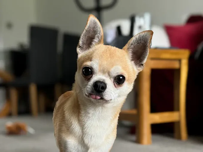 Little Chihuahua looking at the camera with his head slightly tilted and his tiny tongue poking out.