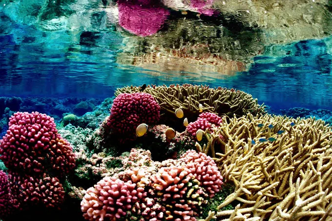 Coral reef at Palmyra Atoll. Credit: USFWS.