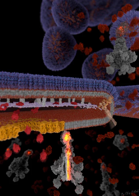 An artistic depiction of Tc toxin release by Yersinia entomophaga. Art by Oleg Sitsel.