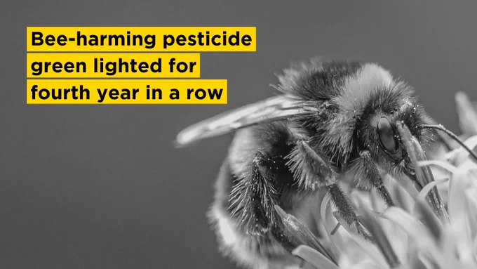 A black and white image of a bumblebee with black and yellow text: 'Bee-harming pesticide green lighted for fourth year in a row'.