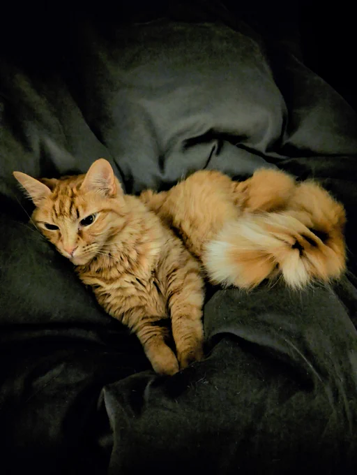 Orange Cat laying on the bed in a relaxed pose.