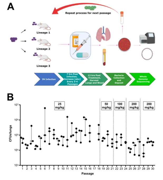Experimental evolution of S. pneumoniae in response to levofloxacin during infection. Schematic diagram of in vivo passaging workflow. Three mice, representing three lineages, were intranasally infected with TIGR4 and, after 6 h of infection, mice were treated with levofloxacin. Twelve hours after levofloxacin treatment, bacteria were collected from lungs of infected mice and recovered on media plates following overnight incubation. Frozen aliquots from each passage served as the inoculum to infect the subsequent group of mice for each lineage. Created with BioRender.com (A). After each passage under levofloxacin pressure, bacterial burden in the lungs was enumerated. Dosage of levofloxacin ranged from 25 to 200 mg/kg as indicated. Each data point represents an individual mouse and bars represent median with range (B). 