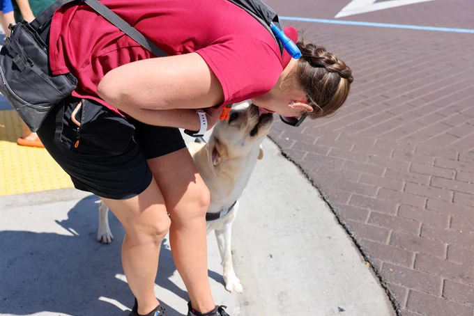 In this photo, an instructor leans down to get a kiss from a guide dog in training.