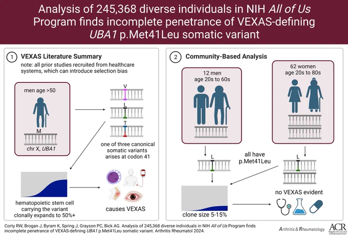 Analysis of 245,368 diverse individuals in NIH All of Us Program finds incomplete penetrance of VEXAS-defining UBA1 p.Met41Leu somatic variant. Graphical abstract created with BioRender.com