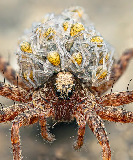A Wolf Spider carrying lots of her young offspring on her back. The mothers head is visible showing small, black shiny eyes and covered in hairs containing browns and blacks. The young spiders are huddled together and you can make out the yellow bodies and transparent legs.