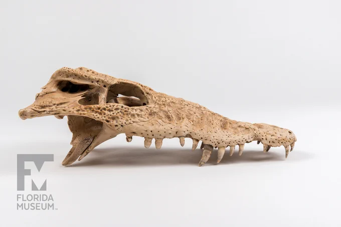 side view of a small crocodile skull with heavy pits on the surface and irregular conical teeth