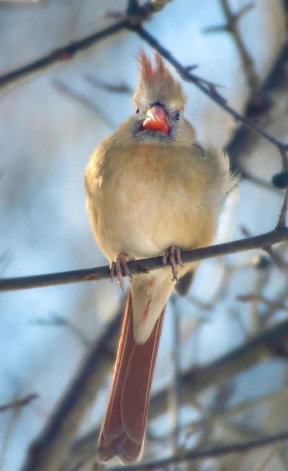 In the crisp embrace of a cold winter morning, an elegant Northern Female cardinal perches delicately, her feathers slightly puffed to ward off the chill. The soft sunlight bathes her vibrant plumage in a subtle glow, accentuating the striking contrast of her crimson body against the snowy backdrop. With a regal tilt to her head and a vibrant crest upturned by the brisk wind, her piercing gaze communicates the briskness of the winter air, adding a touch of resilience to her graceful demeanor