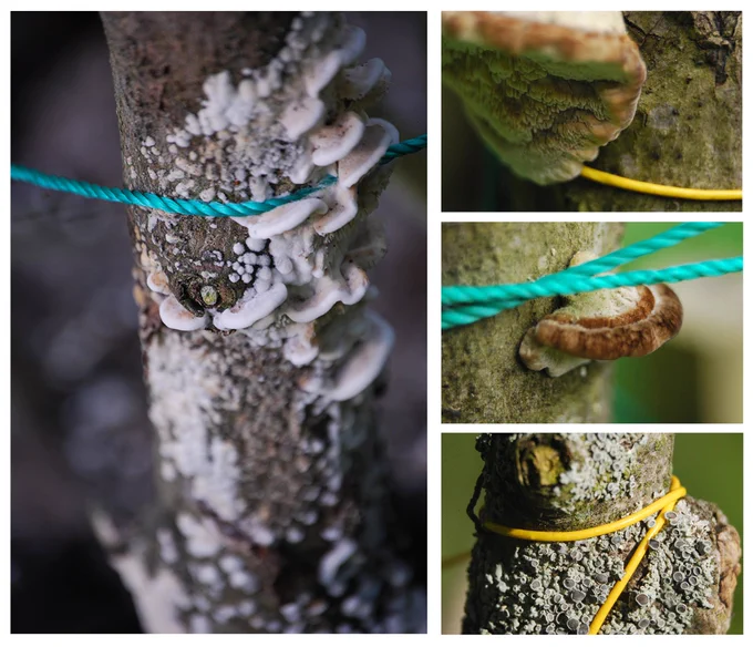 Photo collage, 4 photographs. Mushrooms and Lichen on branches with accompanying nylon twine in yellow and teal. Photographs by Malicious Sheep.