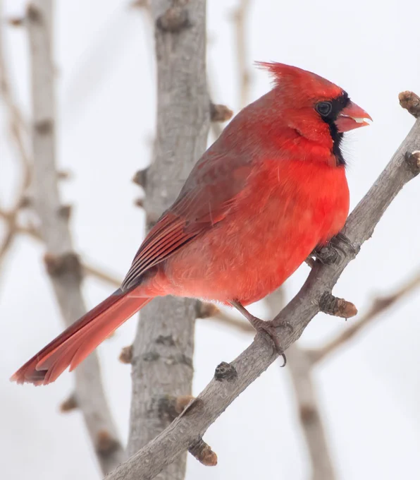 In the serene hush of a winter's morning, a resplendent Northern Cardinal graces our ginkgo tree, its scarlet plumage ablaze against the pristine canvas of freshly fallen snow. With a safflower seed delicately clasped in its beak, the cardinal stands as a vibrant beacon of warmth amid the frigid stillness, a testament to nature's enduring elegance. Against the icy backdrop, the bird's crimson feathers weave a tapestry of contrast, painting a breathtaking portrait of life's vivid resilience in the heart of winter's embrace.
