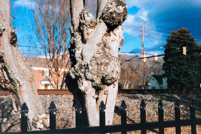 Tree Trunk. Garner North Carolina, USA. First time using the new Harmon Phoenix 200 ISO film.  Shot at EI 125.  NikonFM2, Nikon Series E 28, 50, & 135mm lenses.  
