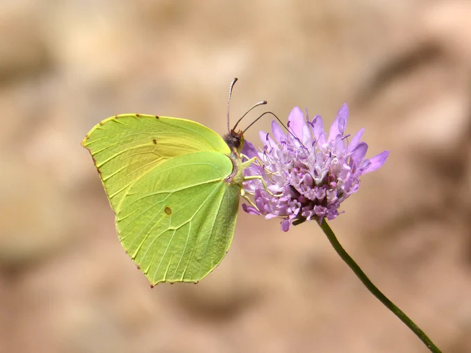 Gonepteryx cleopatra. Photo Pixabay.