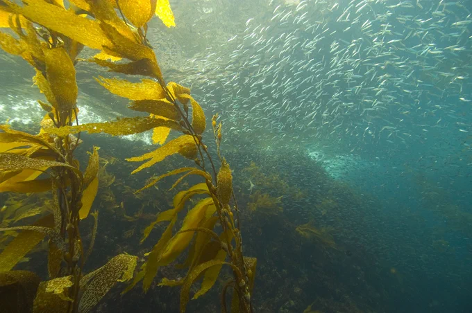 Kelp and sardines, Anacapa Island, Channel Islands National Marine Sanctuary. Photo credit: Robert Schwemmer, NOAA National Marine Sanctuaries
