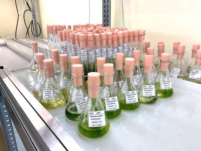 Liquid samples of different algal species investigated in the study, all stored in the Culture Collection of Algae at Göttingen University.