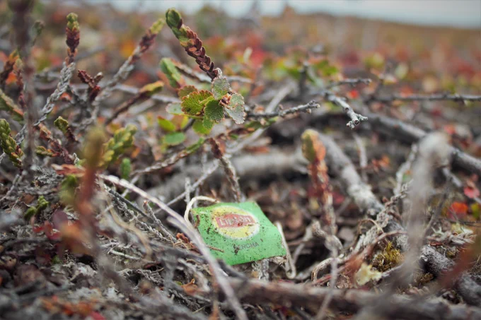 A teabag label underneath some shrubby tundra vegetation.