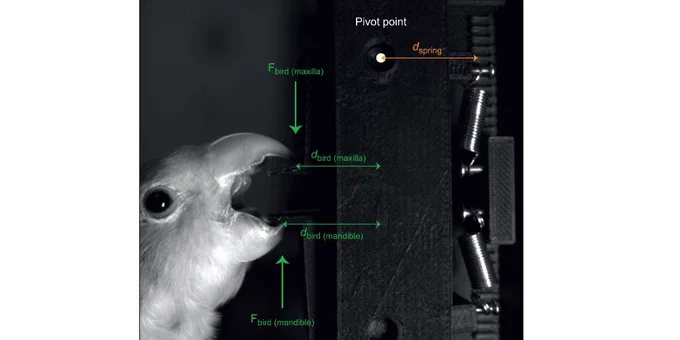 Photograph of a rosy-faced lovebird biting onto two bite plates (spaced 10 mm apart) that were attached to a dual hinge system that allowed for separate, independent movement of the plates to measure the bird's bite force