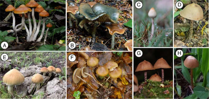 Collage of images of various mushrooms in the genus Psilocybe.