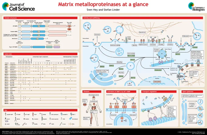 JCS poster ‘Matrix metalloproteinases at a glance’ from Sven Hey and Stefan Linder