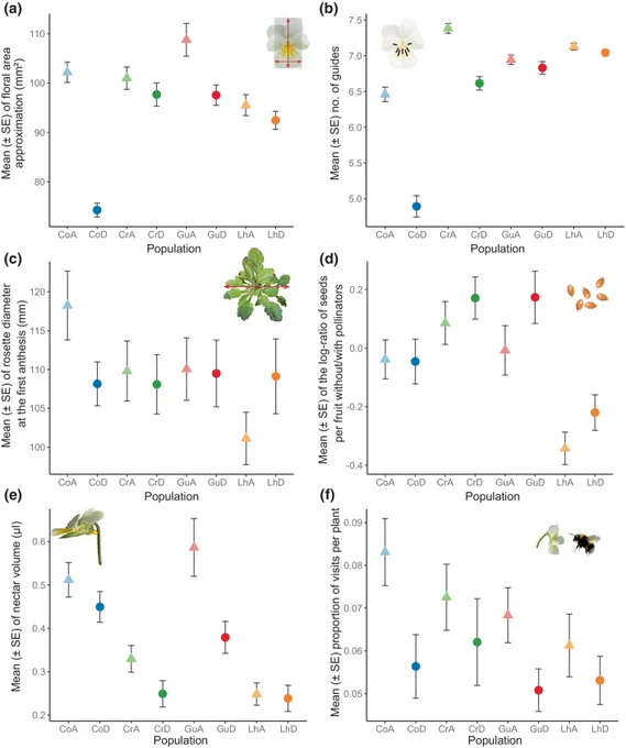 Evolutionary changes in floral, vegetative, reproductive and rewarding traits, and attractiveness of Viola arvensis.