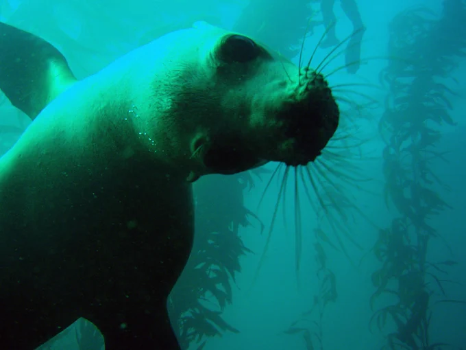 A sea lion poses for the camera in the waters off of California. Image credit: Claire Fackler, NOAA National Marine Sanctuaries