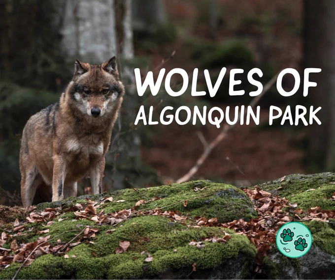 Wolves of Algonquin Park text on a background featuring a wolf standing on an outcropping of rocks in a forest