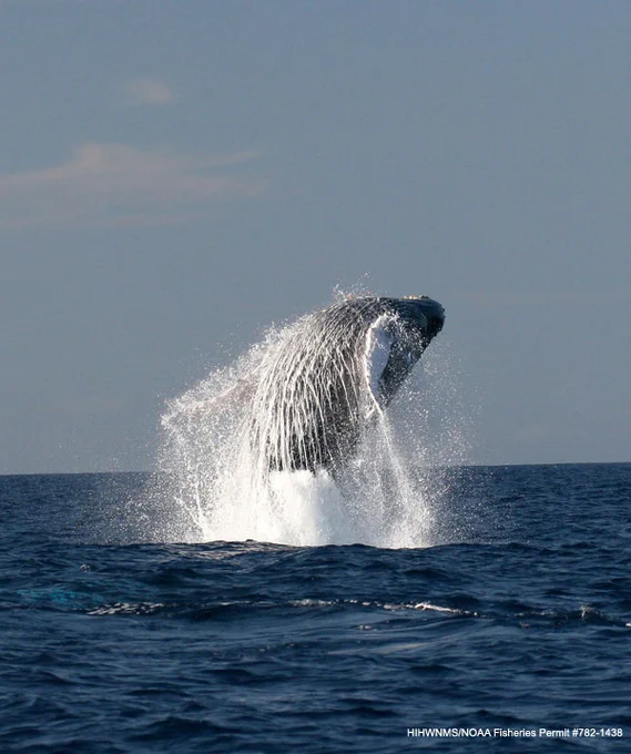 A humpback whale breaches off the coast of Oahu in Hawaii. Image credit: NOAA’s National Ocean Service