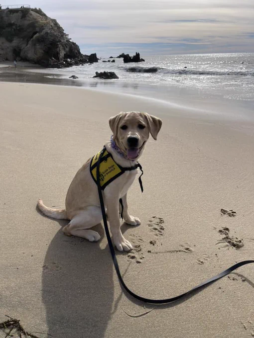 In this photo, a happy yellow Lab puppy sits on the beach.