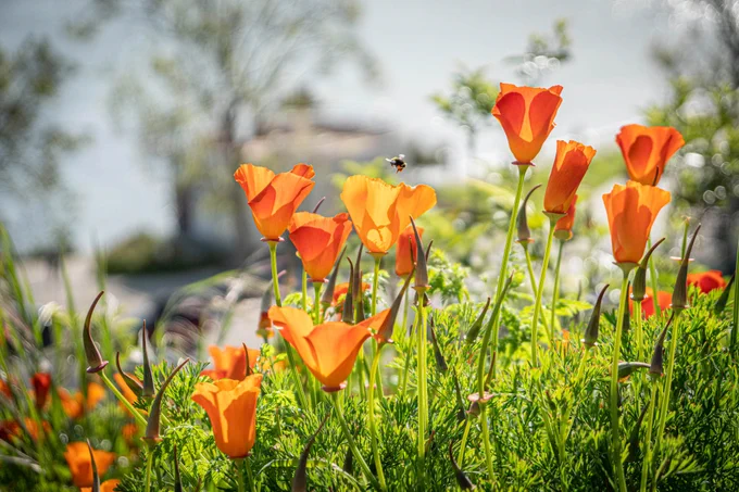 A bee lands on a field of poppies in the sunshine.
