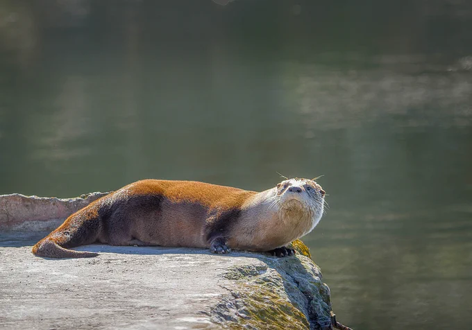 River otter looks up from his rest on a rock.