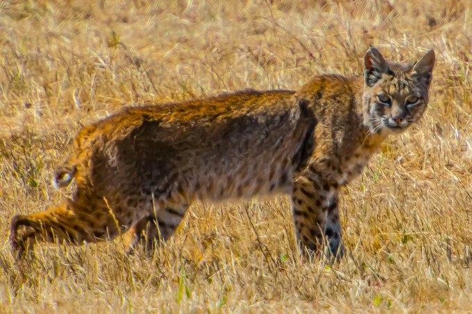 Bobcat looks at the camera as it walks through dry grass.