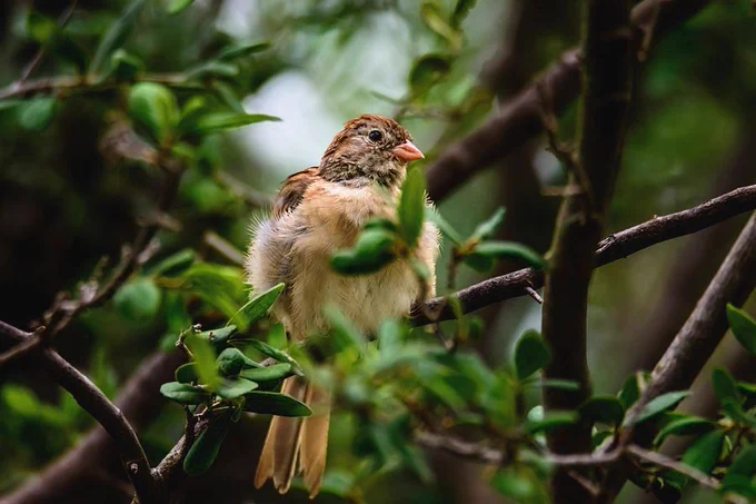A pretty Sparrow rests in the center of the branches looking slightly to the right which shows off its pinkish beak.   Its light colored chest and belly feathers are all fluffy.  Photography by Debra Martz