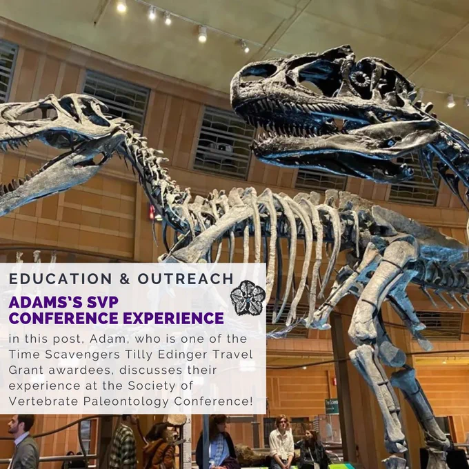 Background: An image of two dinosaur skeletons at the Cincinnati Museum Center. Foreground: A light colored box that reads 'In this post, Adam, who is one of the Time Scavengers Tilly Edinger Travel Grant awardees, discusses their experience at the Society of Vertebrate Paleontology conference!'