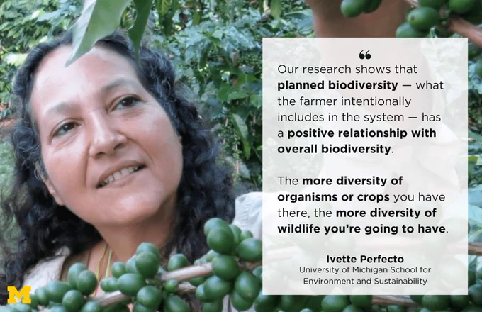 Our research shows that planned biodiversity — what the farmer intentionally includes in the system — has a positive relationship with overall biodiversity. 

The more diversity of organisms or crops you have there, the more diversity of wildlife you’re going to have.

Ivette Perfecto
University of Michigan School for Environment and Sustainability
