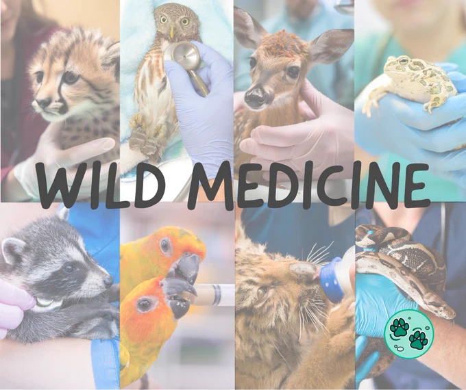 Wild Medicine text on a background featuring a cheetah, an owl, a deer, a frog, a raccoon, two conures, a tiger, and a boa constrictor each getting a check up from a vet