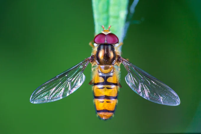 Episyrphus balteatus hoverfly, credit: Julian Enss
