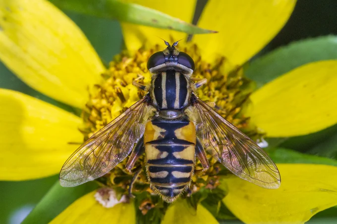 Helophilus pendulus hoverfly, credit: Julian Enss