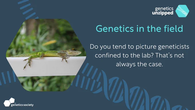Image: small skink - Text: Genetics in the field. Do you tend to picture geneticists confined to the lab? That's not always the case