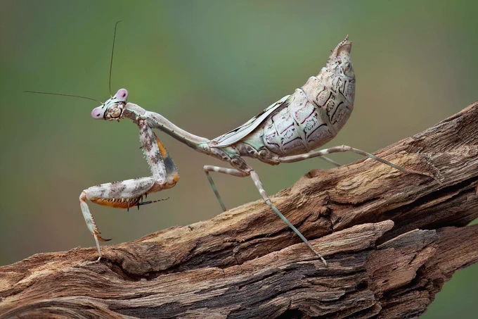 In the image, the budwing mantis (Parasphendale agrionina) is depicted, a remarkable creature surviving in the wild. This insect thrives in the savannas and dry forests of East Africa, where it plays a crucial role in the ecosystem by preying on butterflies, grasshoppers, and various insects. Sharing its habitat with the big brown bat (Eptesicus fuscus), which considers these slender creatures a delectable treat, the budwing mantis has developed ingenious strategies for self-preservation.
Despite the constant threat of becoming bat food, the budwing mantis is anything but defenseless. The image captures the essence of its resilience through strategic hearing. These adaptive behaviors allow the mantis to navigate its environment skillfully and avoid falling prey to the challenges posed by its surroundings. The image shows the dynamic survival hearing tactics of the budwing mantis as it thrives in the intricate dance of nature.