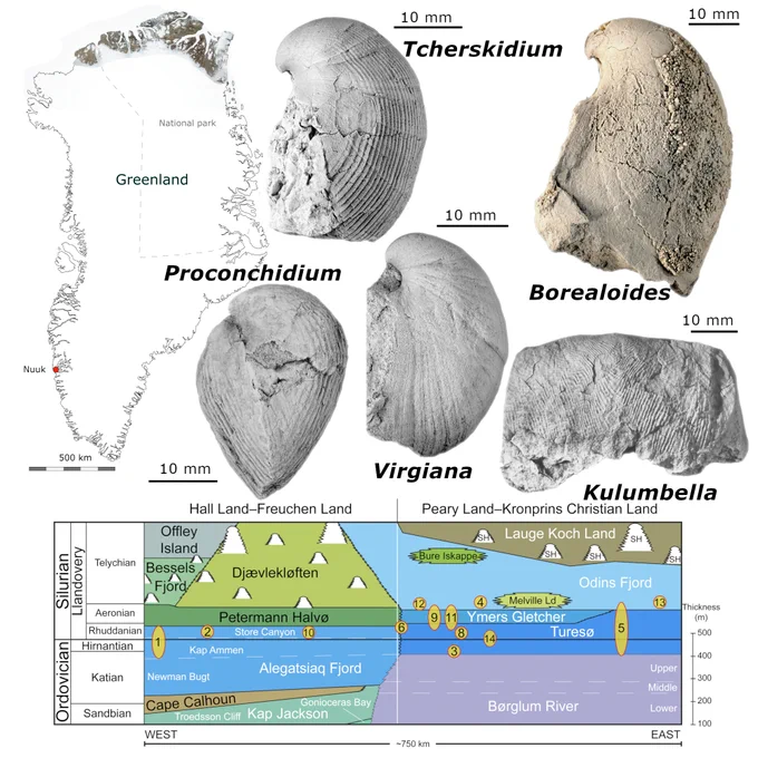 Top left: map of Greenland with the fossil outcrops of Upper Ordovician and lower Silurian strata shaded in the north.
Bottom, schematic of the stratigraphy of the shallow-water sediments showing the the various localities (numbered) placed according to their approximate geographical position along the ~750km transect line, west to east (left to right).
In the upper right quadrant, five examples of significant taxa from this fauna: top row - Tcherskidium tenuicostatum (GGU 254729) and Borealoides balderi (MGUH 34240, holotype); bottom row - Proconchidium schleyi (MGUH 34049), Virgiana hursti (MGUH 34226, holotype) and Kulumbella heimdali (MGUH 34259, holotype). All scale bars represent 10 mm.