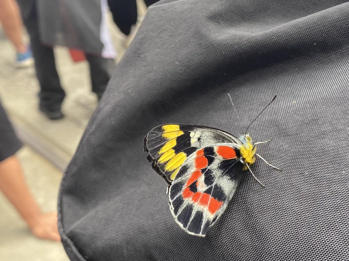 A butterfly sitting on some fabric, coloured black, yellow & red